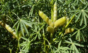 A plant in Forrestfield will be the first in Australia to produce Lupin products on a commercial scale.